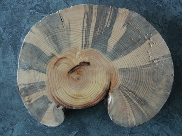Tree disk with marbleing