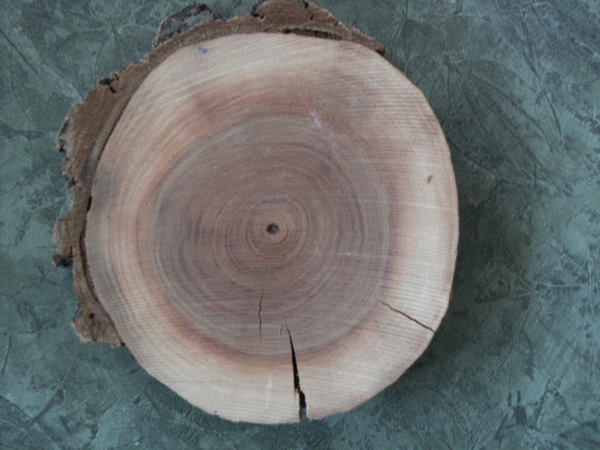 Tree disk with a red center and beige outer rings
