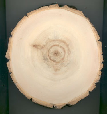 Large tree disk