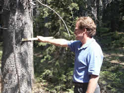 Measuring the width of a tree with a bitmore stick