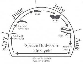 Spruce budworm life cycle