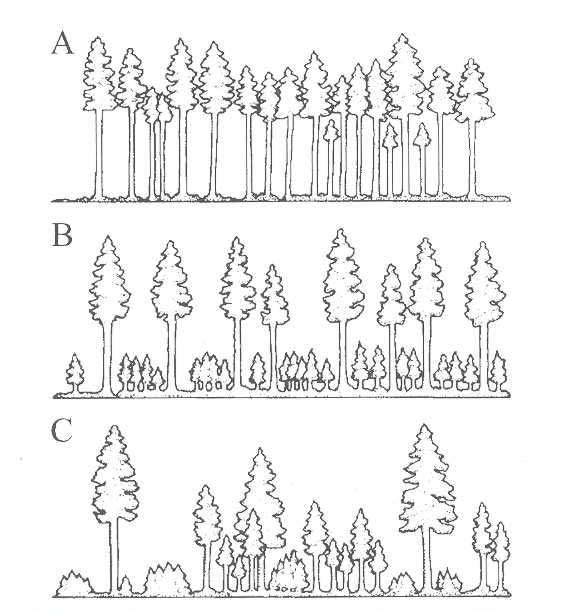 Stand structures and susceptibility to western spruce budworm outbreak