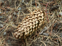 Blue Spruce cone