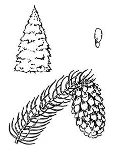 Blue spruce sketch