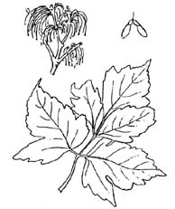 Boxelder leaves sketch