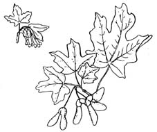 Canyon bigtooth maple leaves sketch