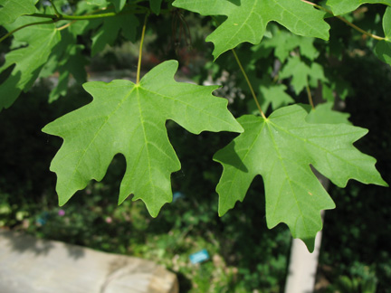 Canyon Maple leaves