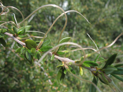 Curlleaf Mountain Mahogany tail