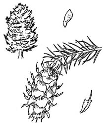 Douglas fir cones sketch