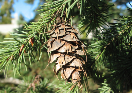 Douglas fir cones