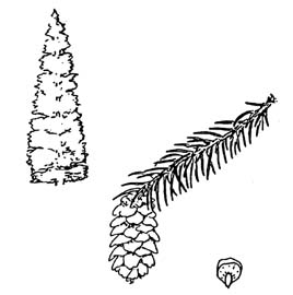 Engelmann Spruce sketch