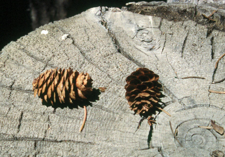 Engelmann Spruce Cones