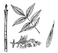 Green ash leaves sketch