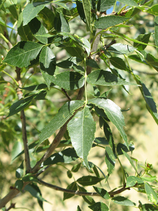 Green ash leaves