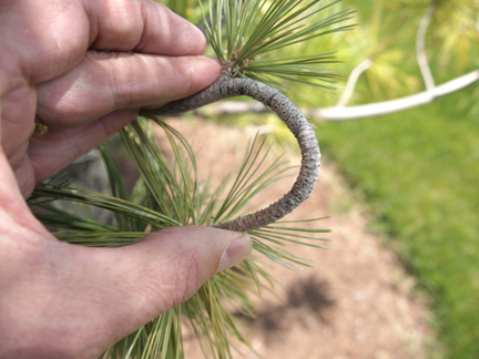 Limber pine branch bent