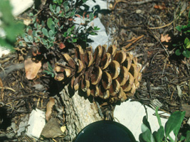 Limber Pine cone