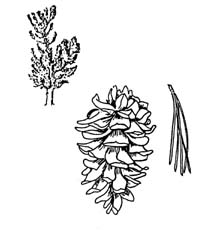 Limber Pine sketch