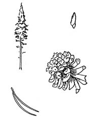 Lodgepole pine sketch