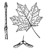 Norway maple leaves sketch