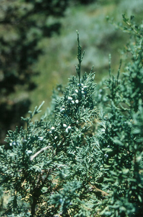 Rocky Mountain Juniper foliage