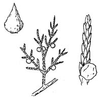 Rocky Mountain juniper sketch