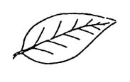 Simple alternate leaves sketch