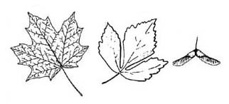 Simple opposite leaves sketch
