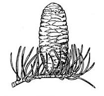 True fir cones sketch