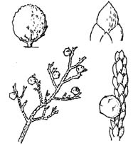 Utah Juniper fruit sketch