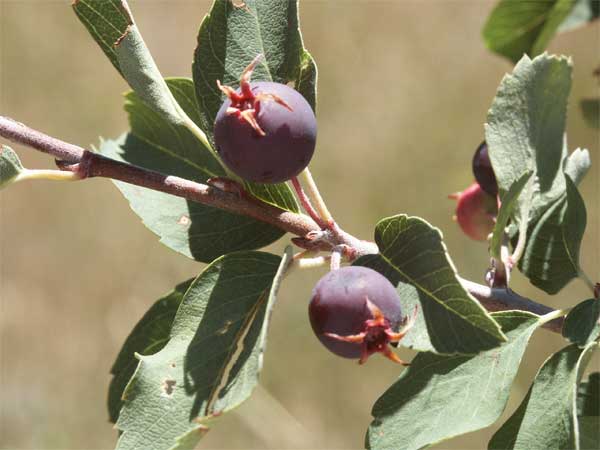 Utah Serviceberry fruit