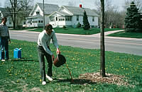 Man applying iron chelate in liquid form to a tree