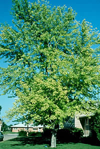 Maple tree with severe chlorosis