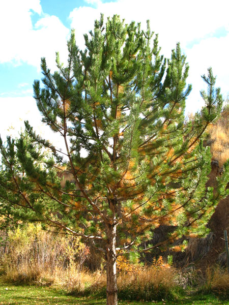 My Pine Tree is Losing its Needles, Forestry, Extension