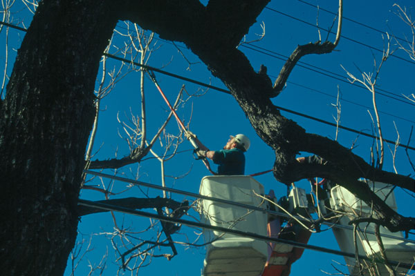 Worker trimming tree around a powerline