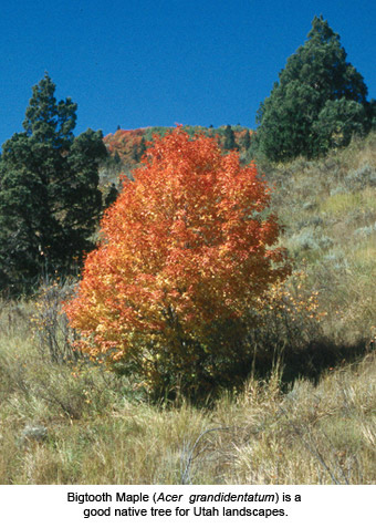 Bigtooth Maple (Acer grandidentatum) is a good native tree for Utah landscapes
