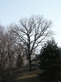 Bur Oak in Nebraska