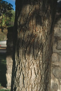 Bur Oak Tree Bark