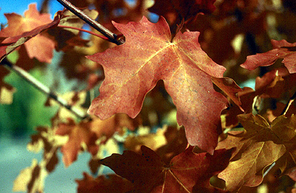 Canyon Maple leaves 
