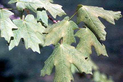 Canyon Maple leaves
