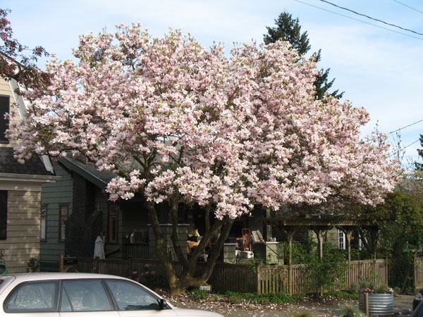 Magnolia Tree blooming