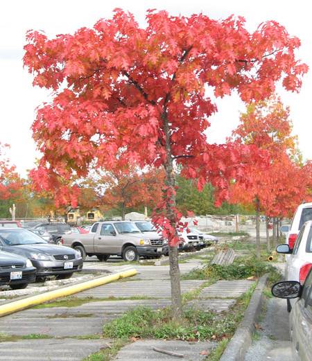 Oak tree in parking lot