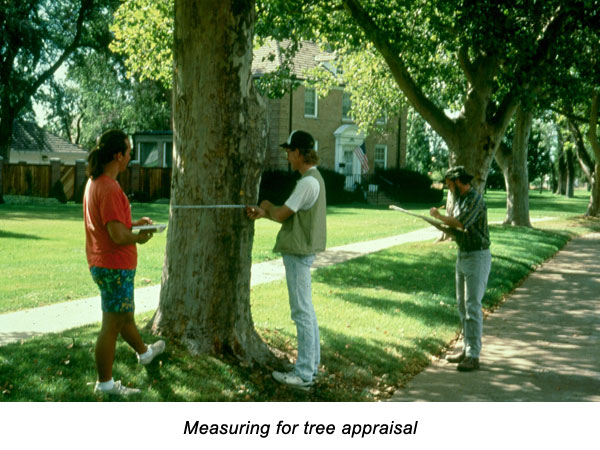 Measuring for tree appraisal