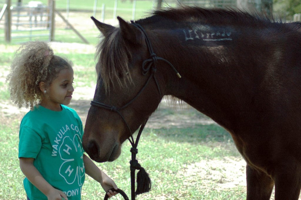 child and horse