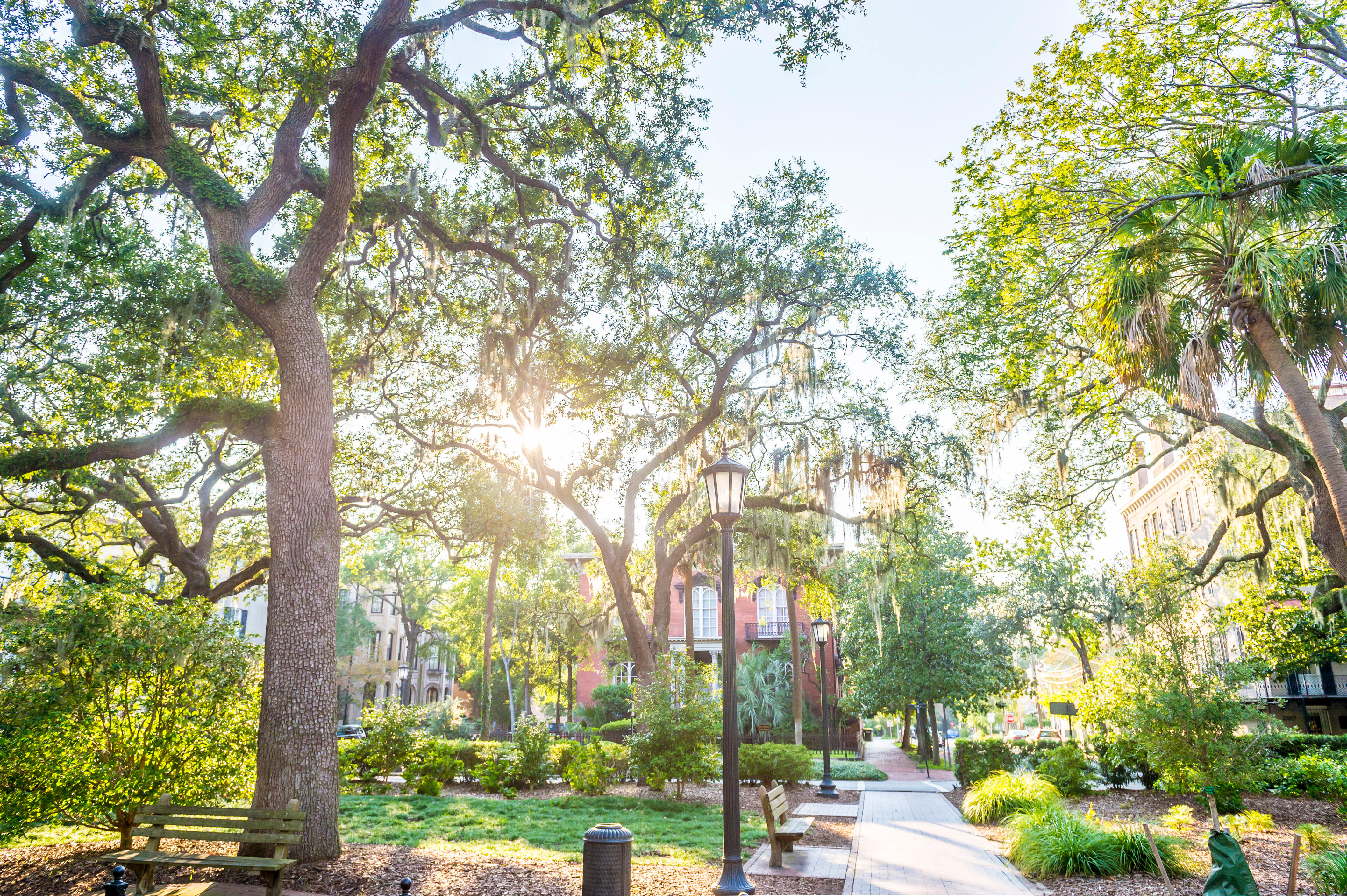 beautiful campus in spring with sun shining through the trees