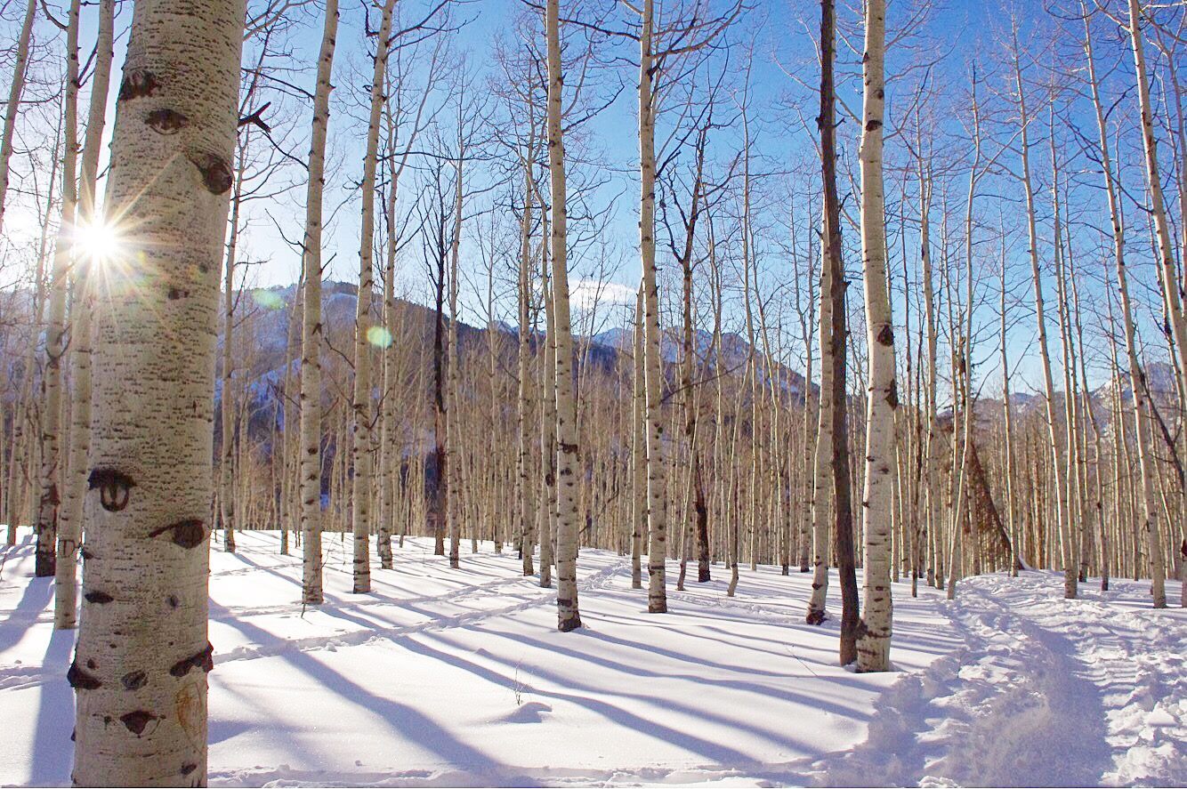 aspens in snow covered landscape with snowshoe tracks