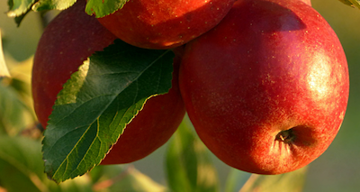 Cache County Gleaning Team Provides Food for Local Food Pantries