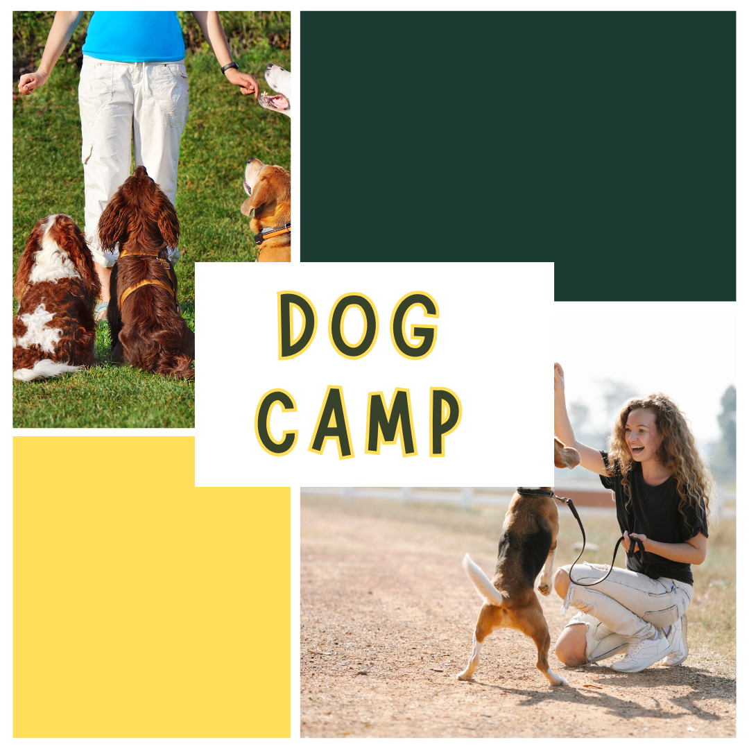 dogs being trained by girls 