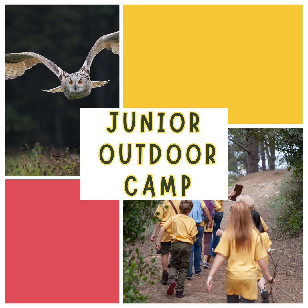 Kids carrying hiking outside and owl flying