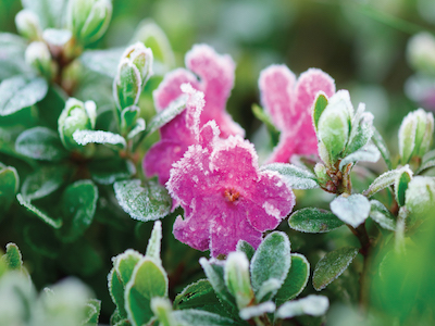 Frost on Flowers