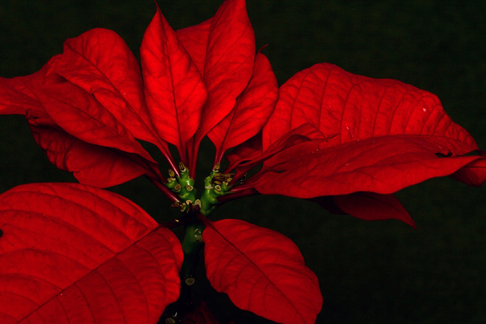 , and you have a tiredlooking poinsettia you are not sure what to do 